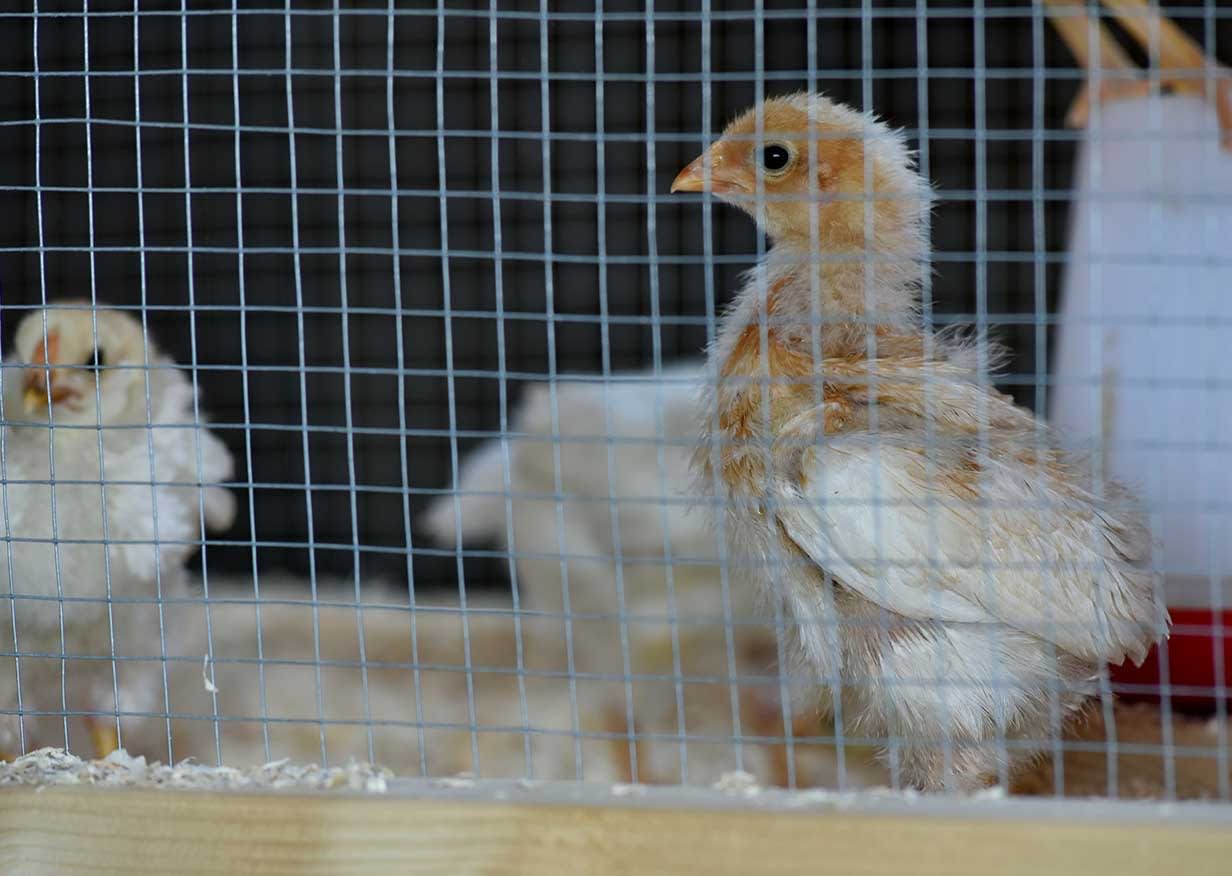 VII Biennale Herning, Socle du monde, To Challenge The Earth, The Moon & The Stars.