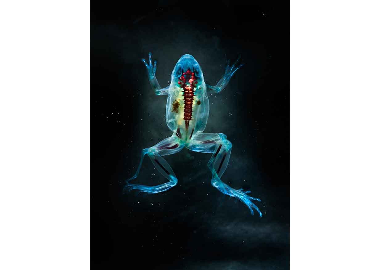 On the Origin of Art