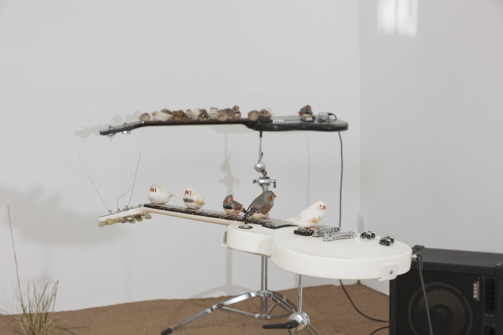 Celeste Boursier Mougenot, From Here to Ear