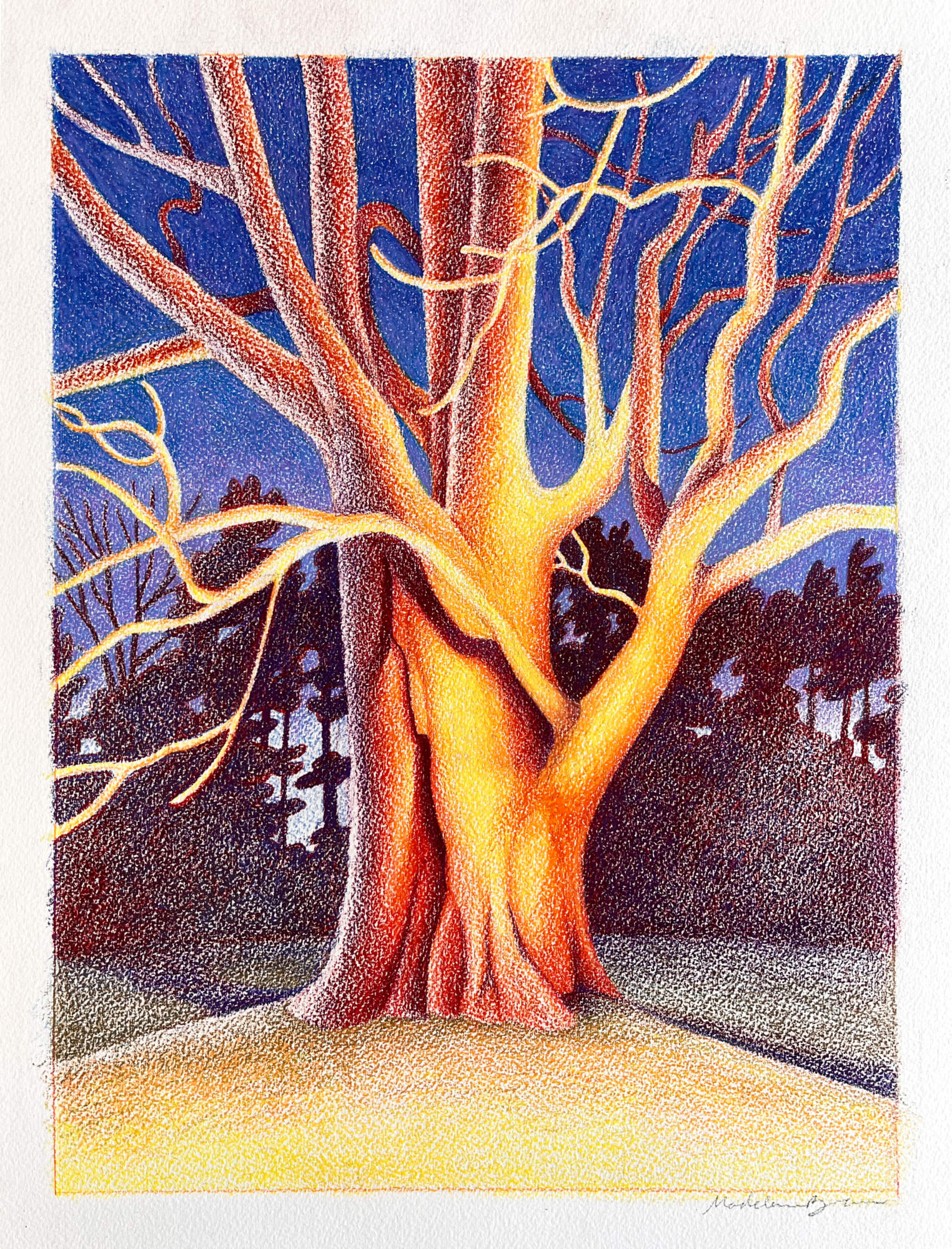 Leaves of grass (black walnut tree) , 2023 colored pencil on cold press paper 53.3 x 43 cm (framed)