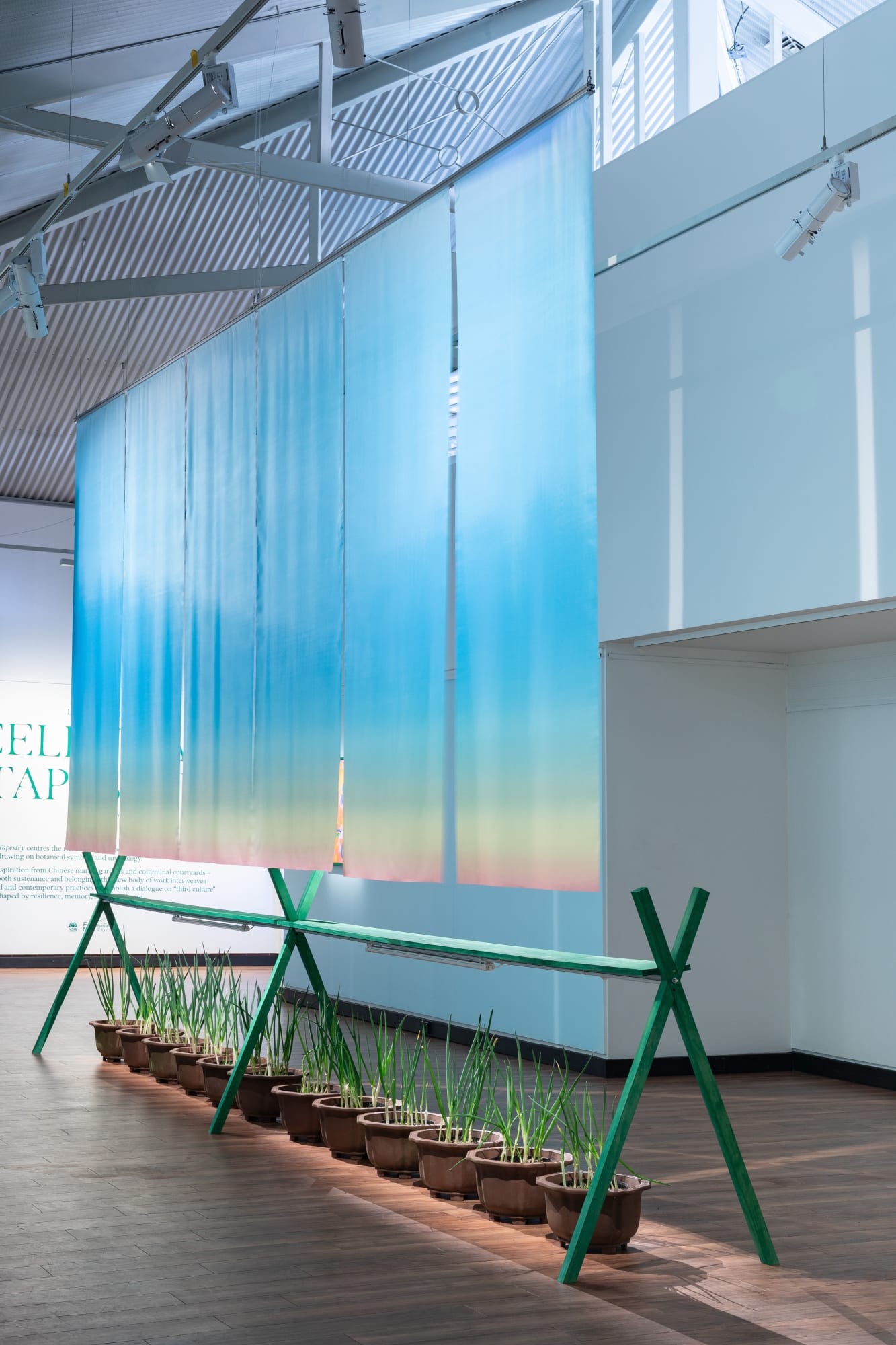 Louise Zhang, Earth learns by heart, 2025, polyester pongee, UV lights, spring onions, pots, stained timber