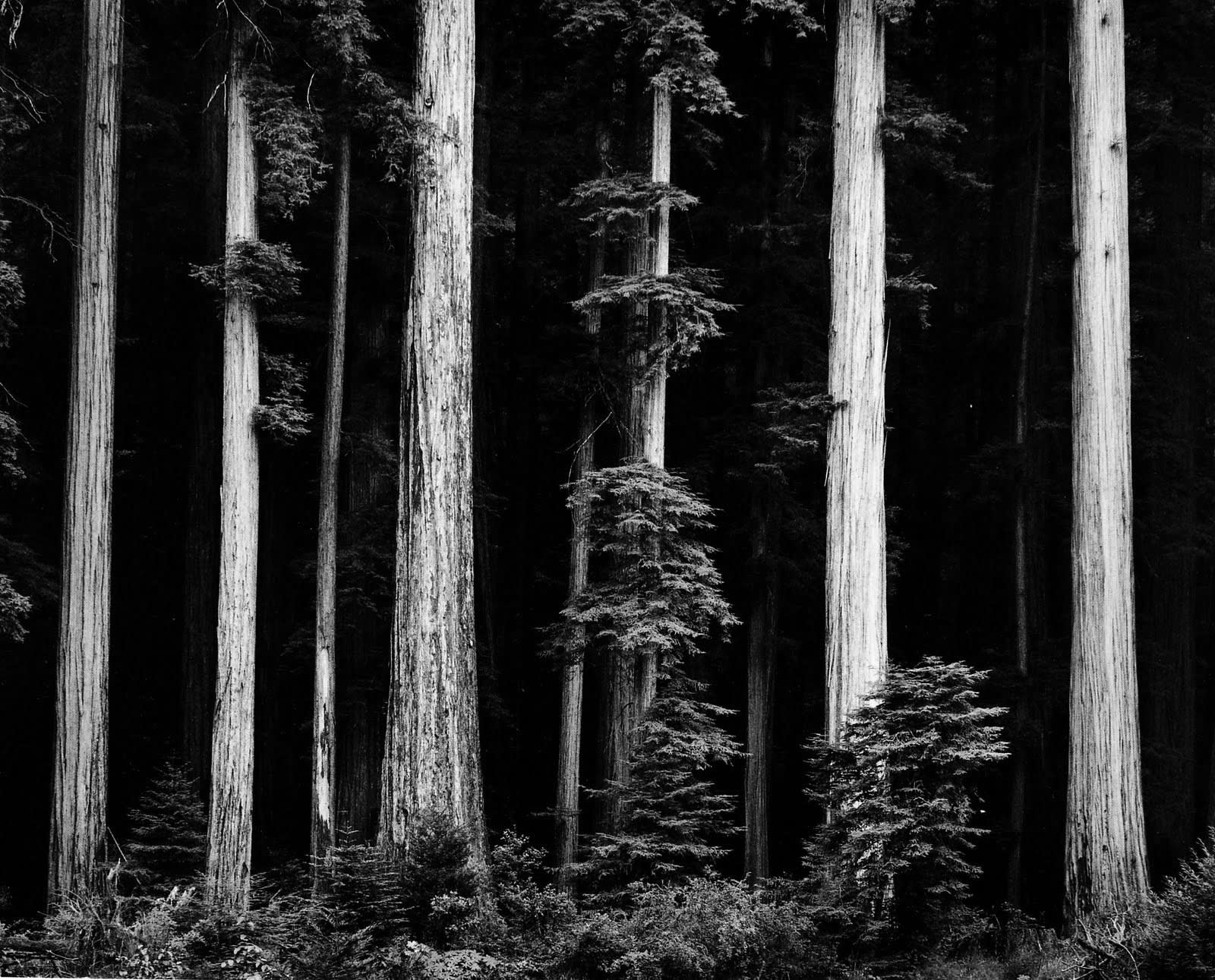 Ansel Adams Beauty Truth Peter Fetterman Gallery