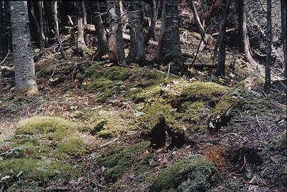 Louis Joncas, Unititled, from the Naturalis series, 2003, C-print, edition of 6, 96.5 x 71 cm.