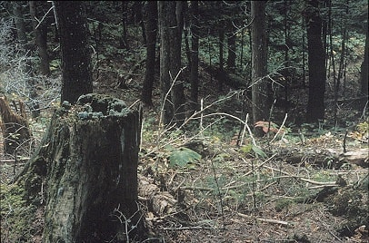 Louis Joncas, Unititled, from the Naturalis series, 2003, C-print, edition of 6, 96.5 x 71 cm