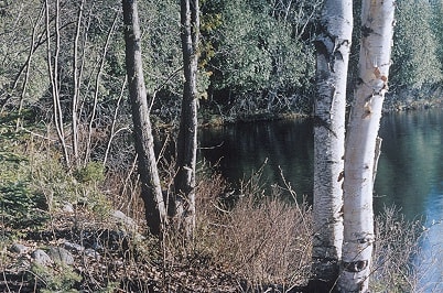 Louis Joncas, Unititled, (from the Naturalis series, 2003, C-print, edition of 6, 96.5 x 71 cm