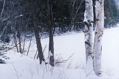 Louis Joncas, Unititled, from the Naturalis series, 2003, C-print, edition of 6, 96.5 x 71 cm