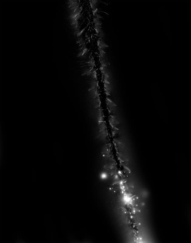 Marie-Jeanne Musiol, Miroir du cosmos # 17, 2006, impression numérique sur film transparent, 43 x 36 cm, édition de 7