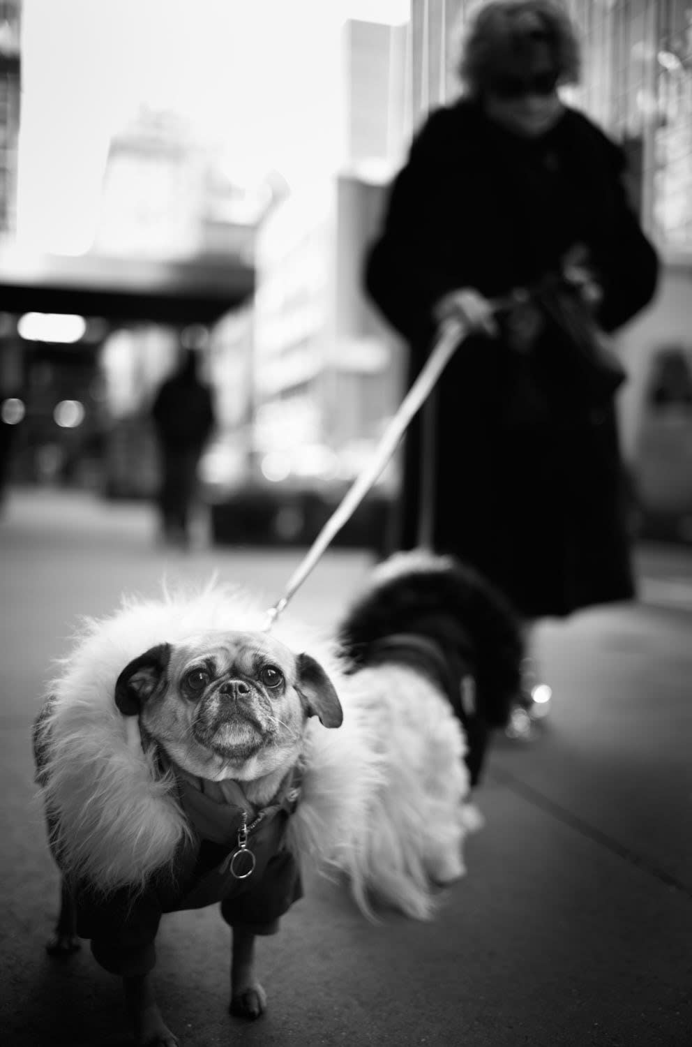 "DOG WALKER" NYC 2022 Picture by Phil Penman