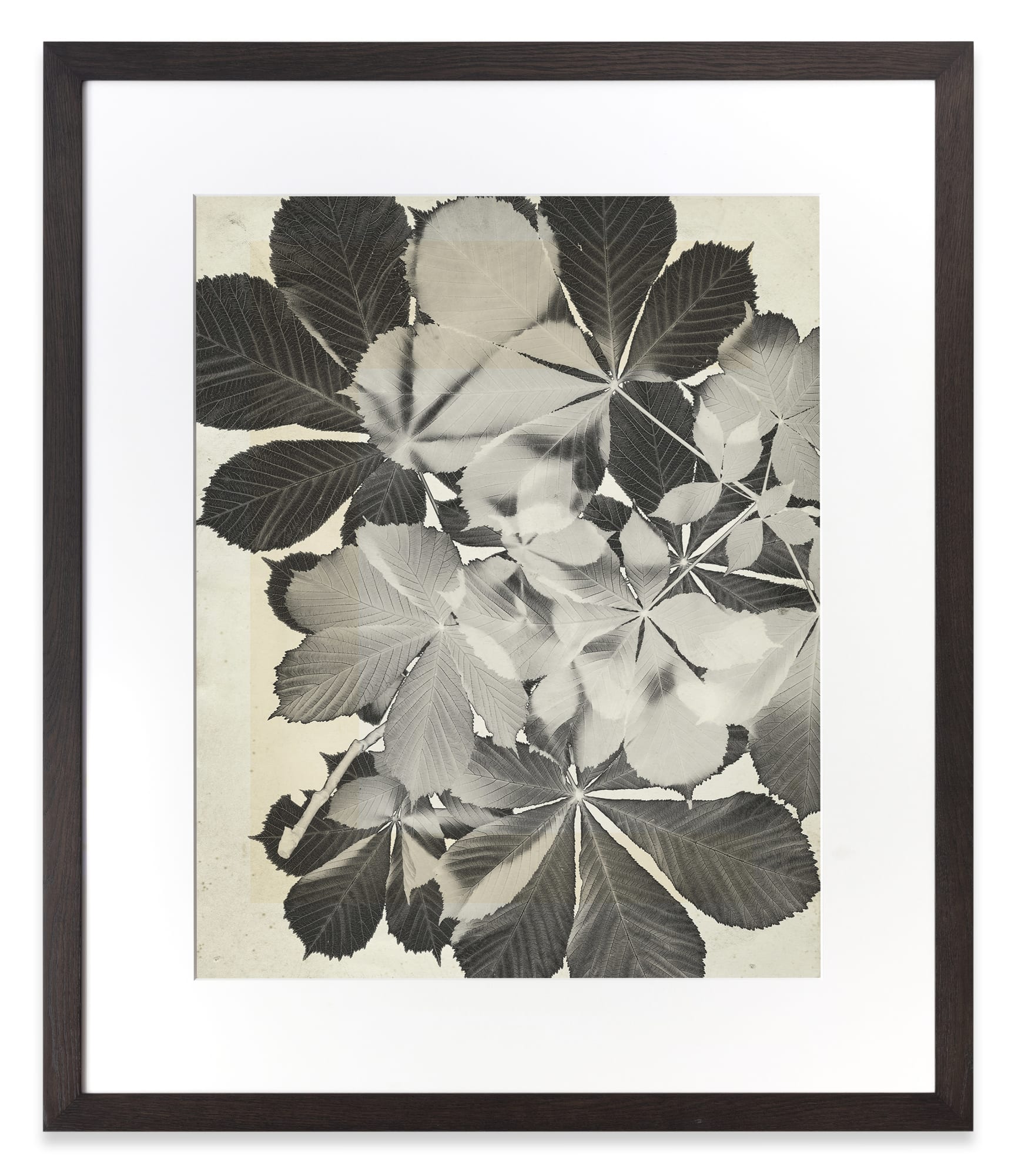 Thomas Ruff flower.s.17 2018 C-Print 139 x 119 cm (framed) Edition of 6 + 2 AP