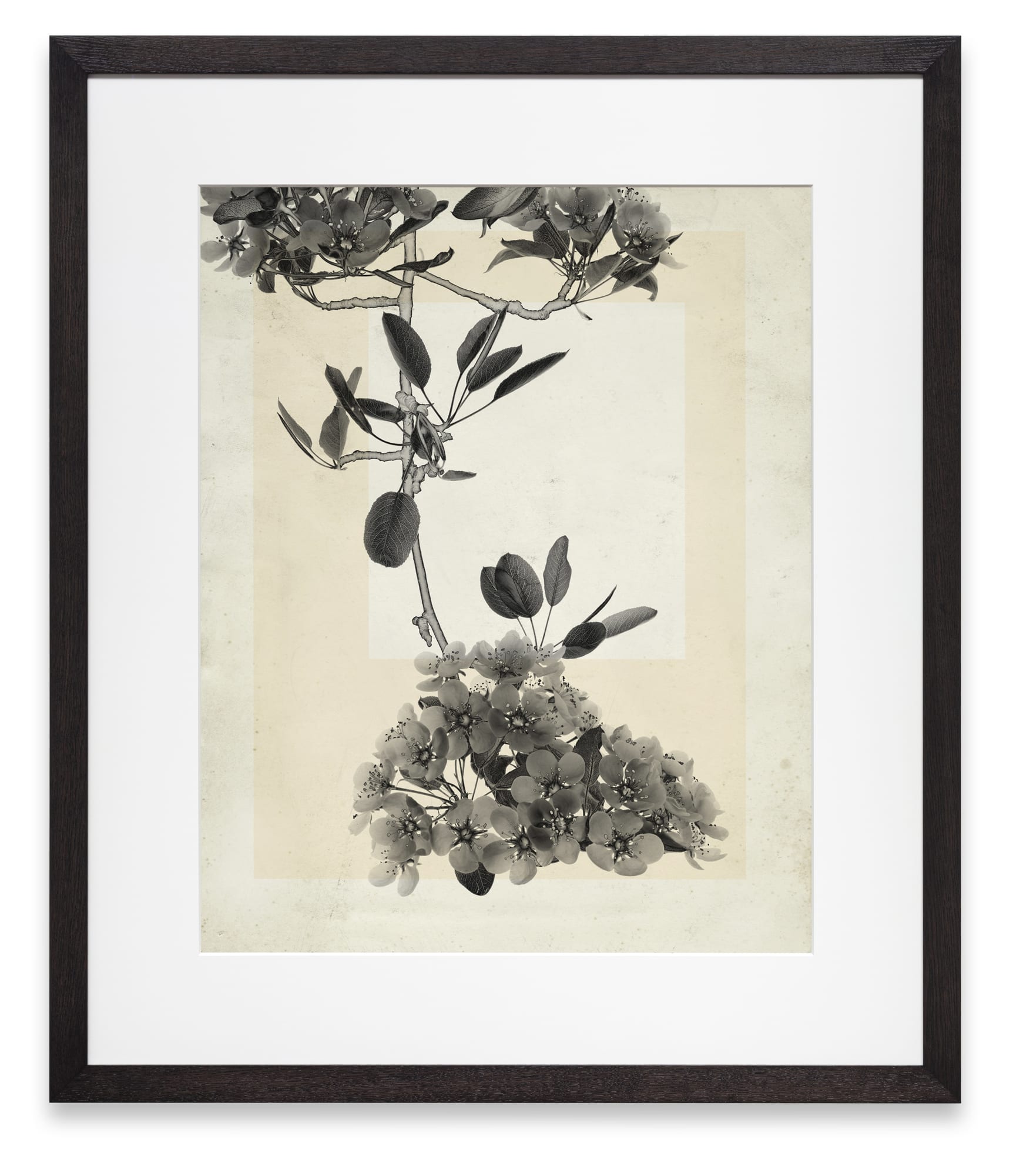 Thomas Ruff flower.s.18 2018 C-Print 139 x 119 cm (framed) Edition of 6 + 2 AP