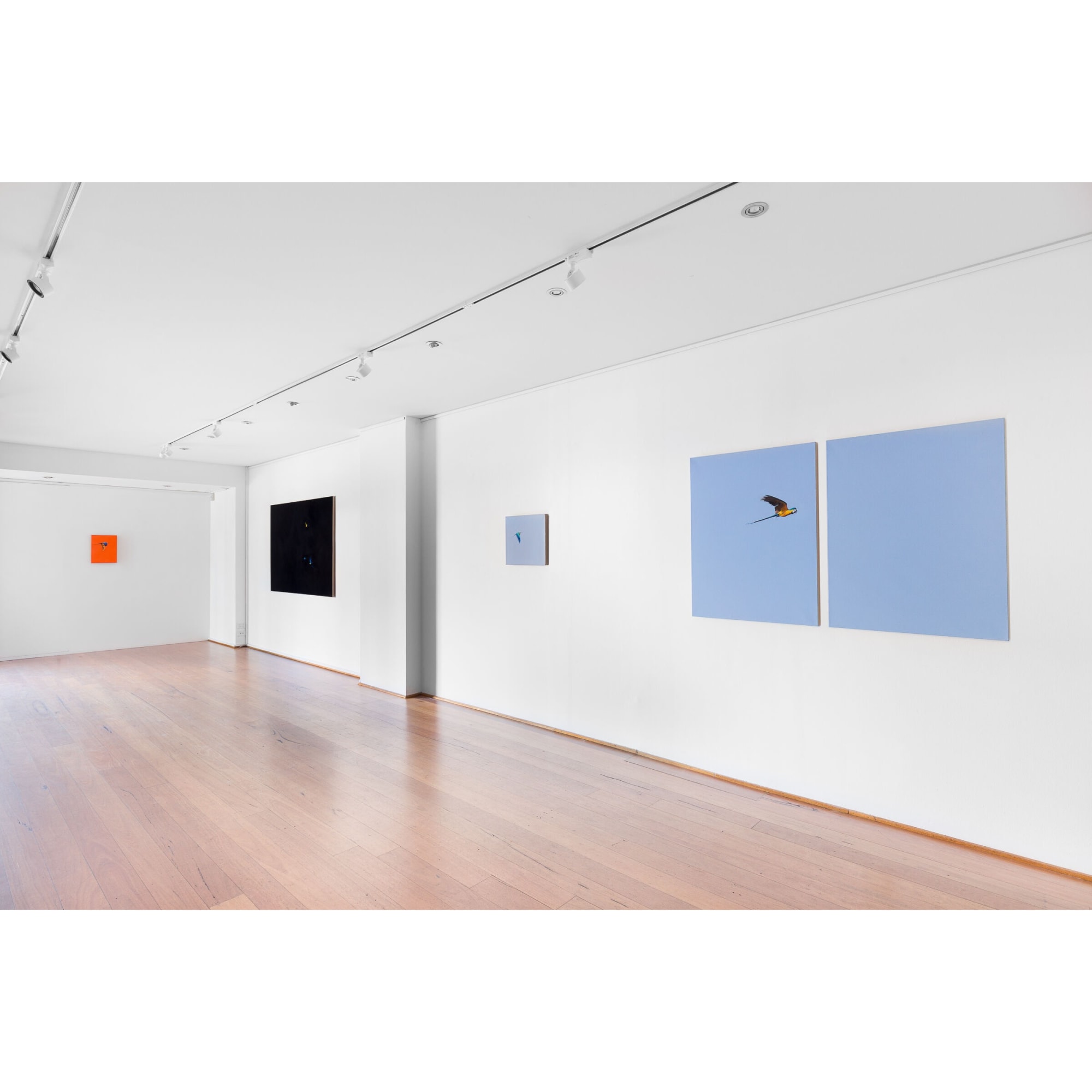 install shot: Matthew Kentmann Blue & Gold