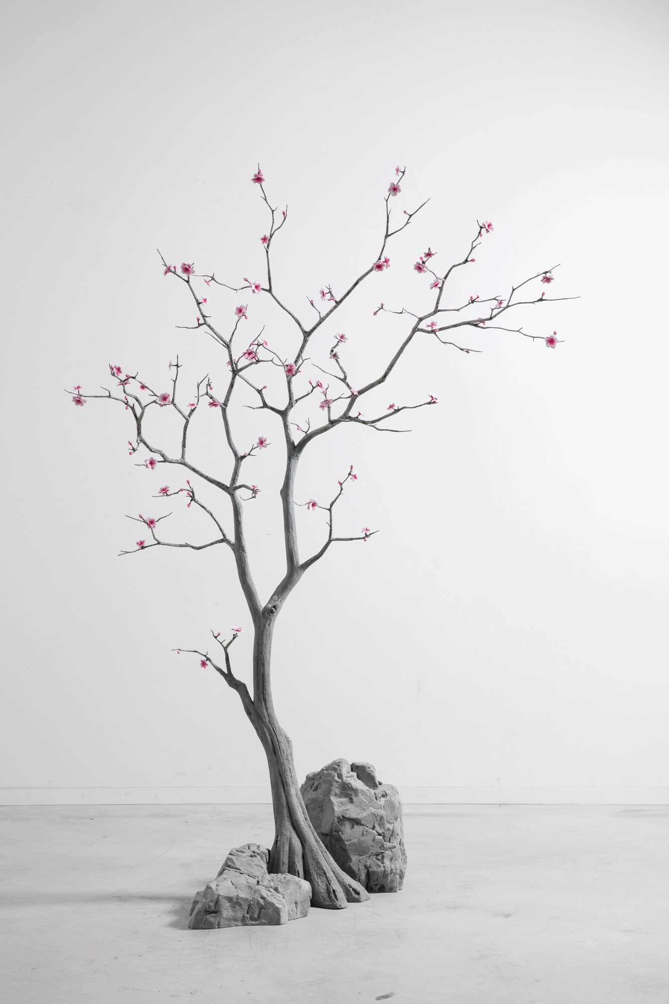 Blossom Tree, 2018