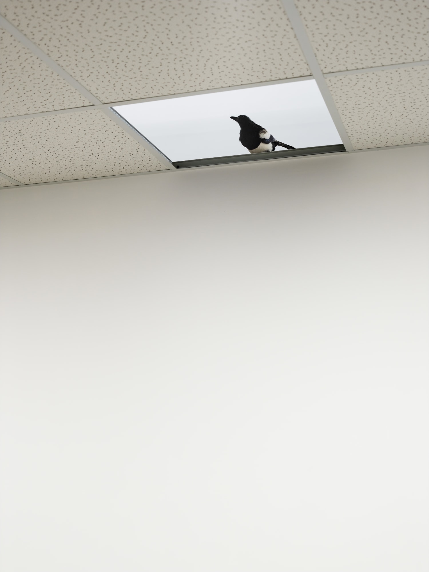 RYAN GANDER - PUSSIES AND PLACES