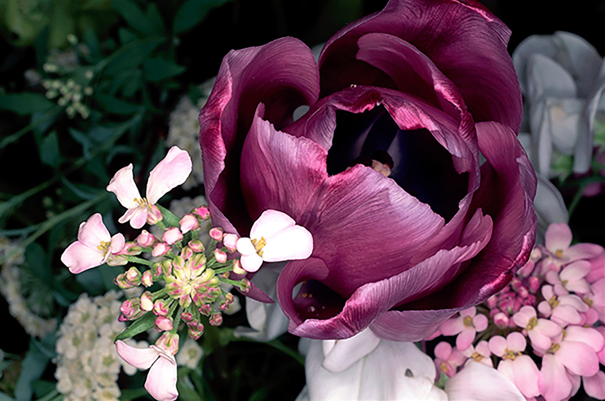 nobuyoshı arakı Flower Rond 3