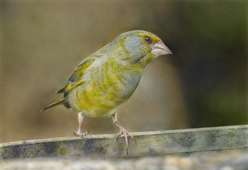 Adrian Smart "Garden Visitor" Watercolour on paper 26 x 37 cm