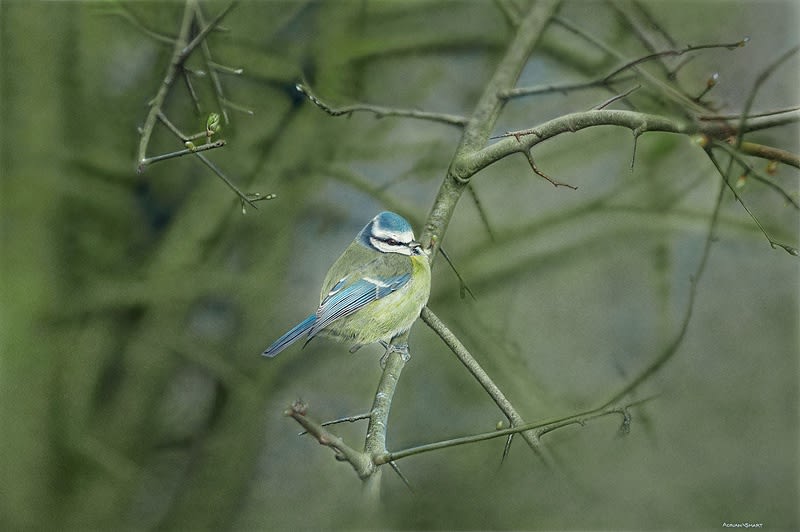 Adrian Smart Solitude