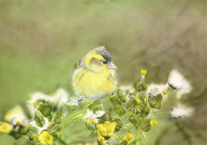 Adrian Smart Summer Collection