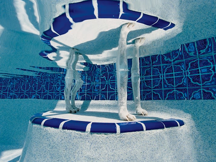 Alex Kirkbride Bubba, Greg and Julie's pool, Crystal River, Florida