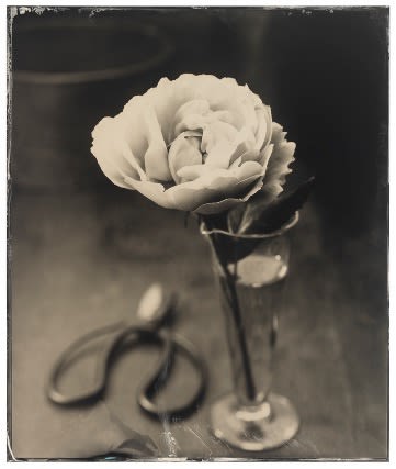 TIF HUNTER, ROSE AND SCISSORS, 2023