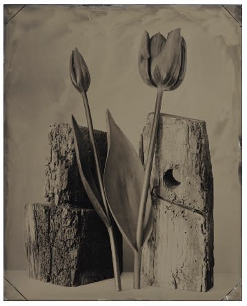 TIF HUNTER, TWO TULIPS, 2023