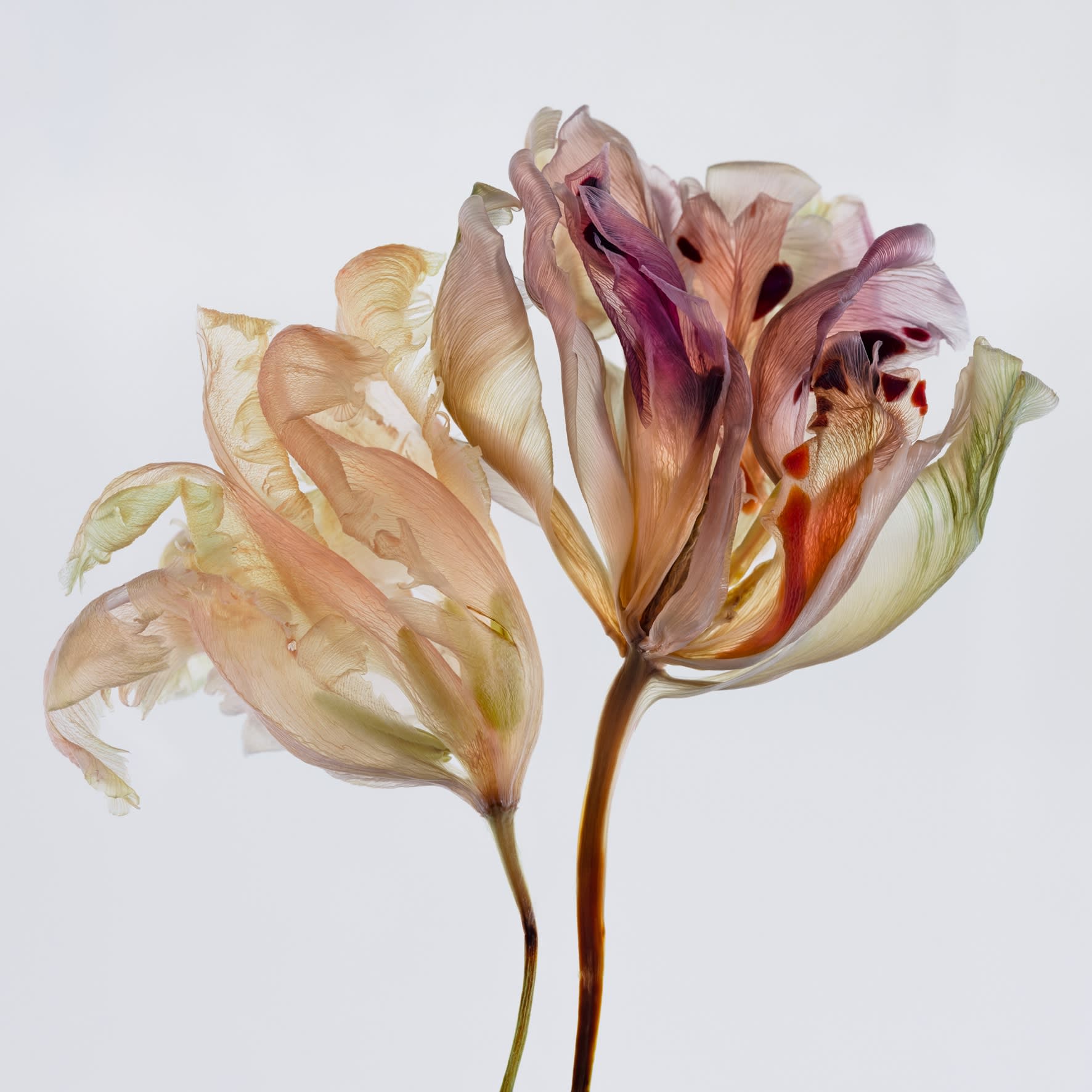 Kathrin Linkersdorff, From the series Fairies, II/3, 2020