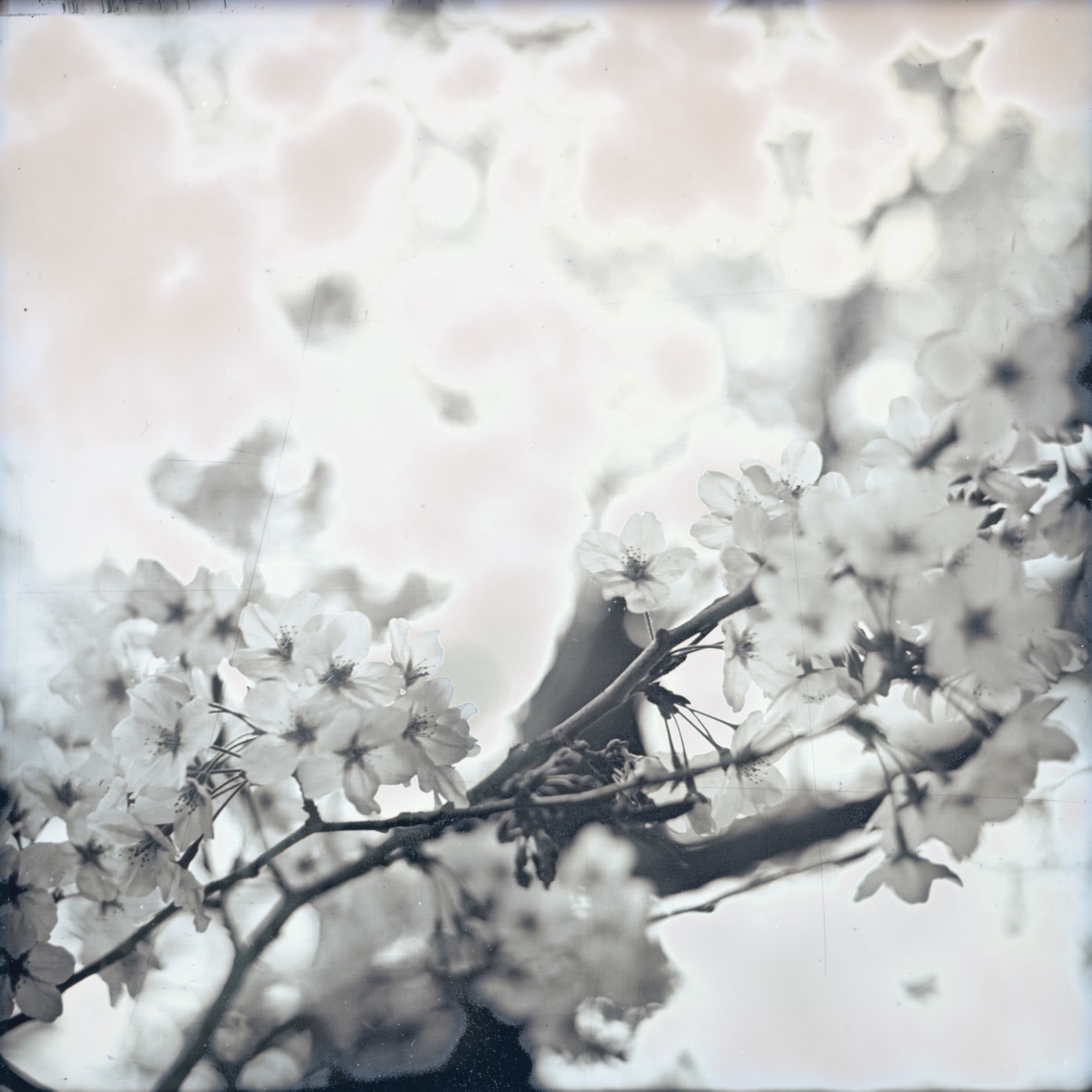 Takashi Arai, Sakura Bandobashi, March 28, 2019