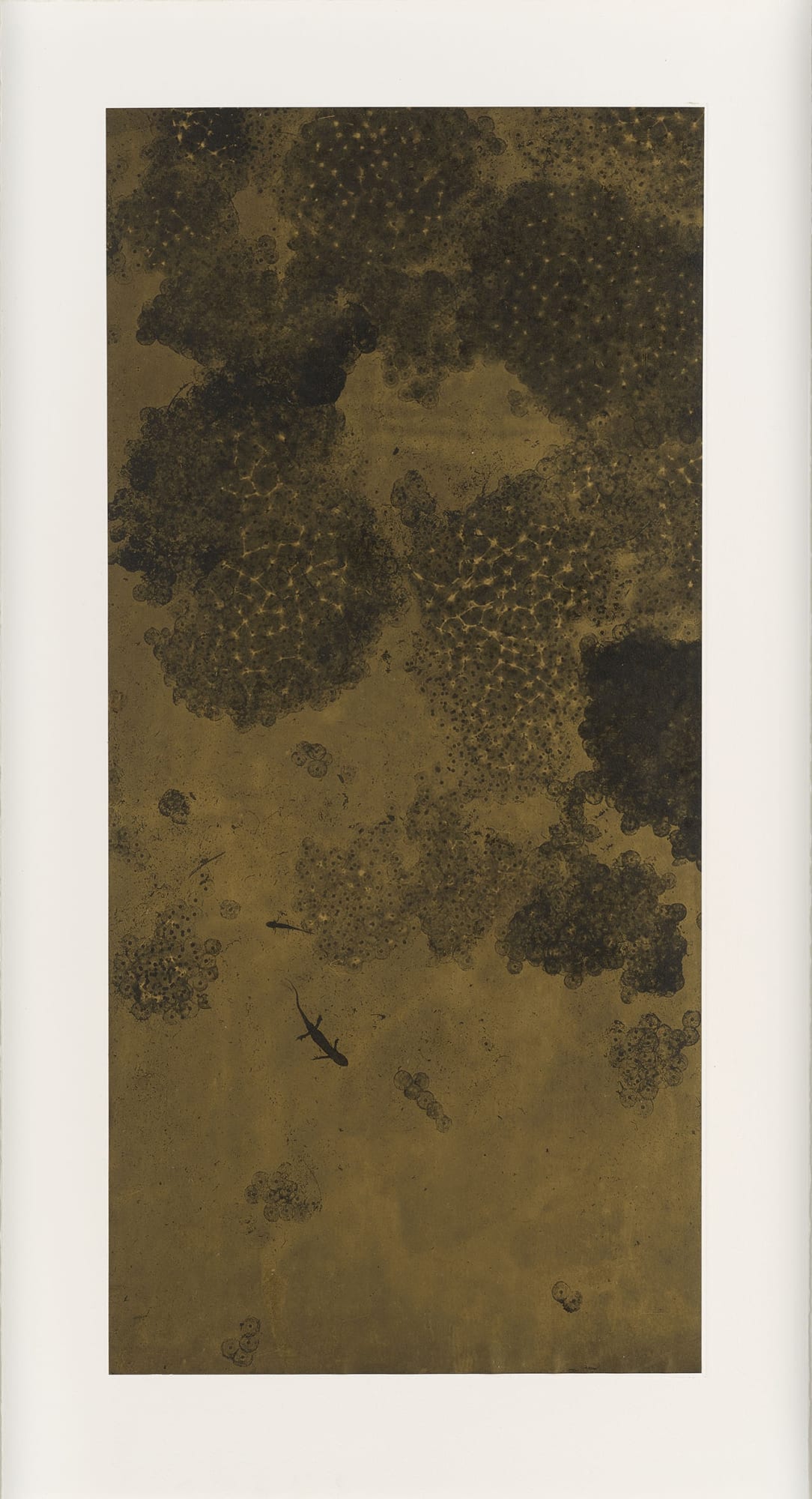 Susan Derges, Spawn , 2018