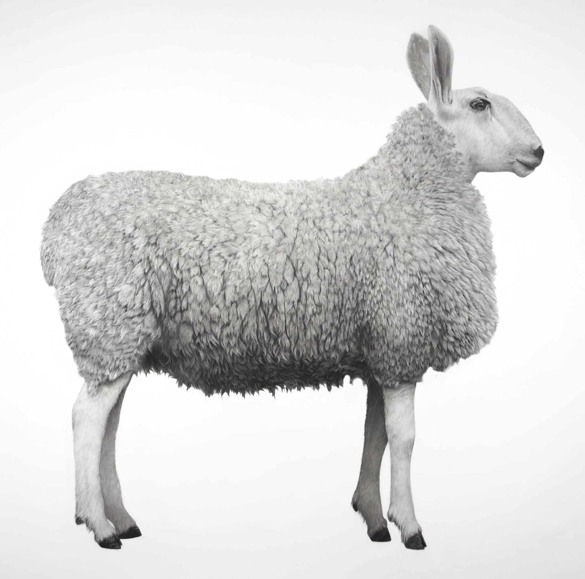 Jonathan Delafield Cook, Border Leicester Sheep , 2020