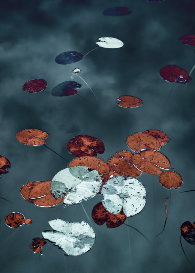 Santeri Tuori, Water Lilies 15, 2019