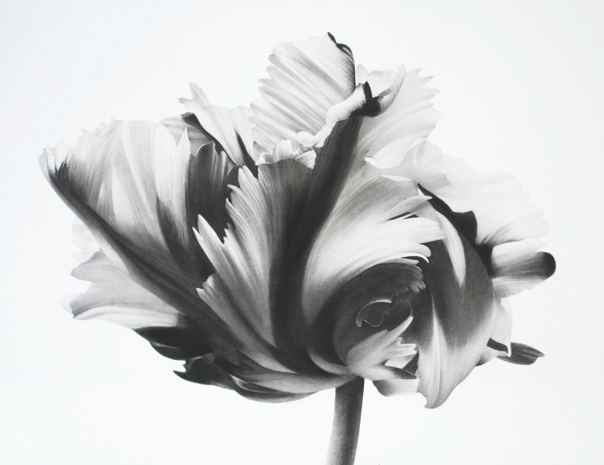 Jonathan Delafield Cook, Tulip, 2021