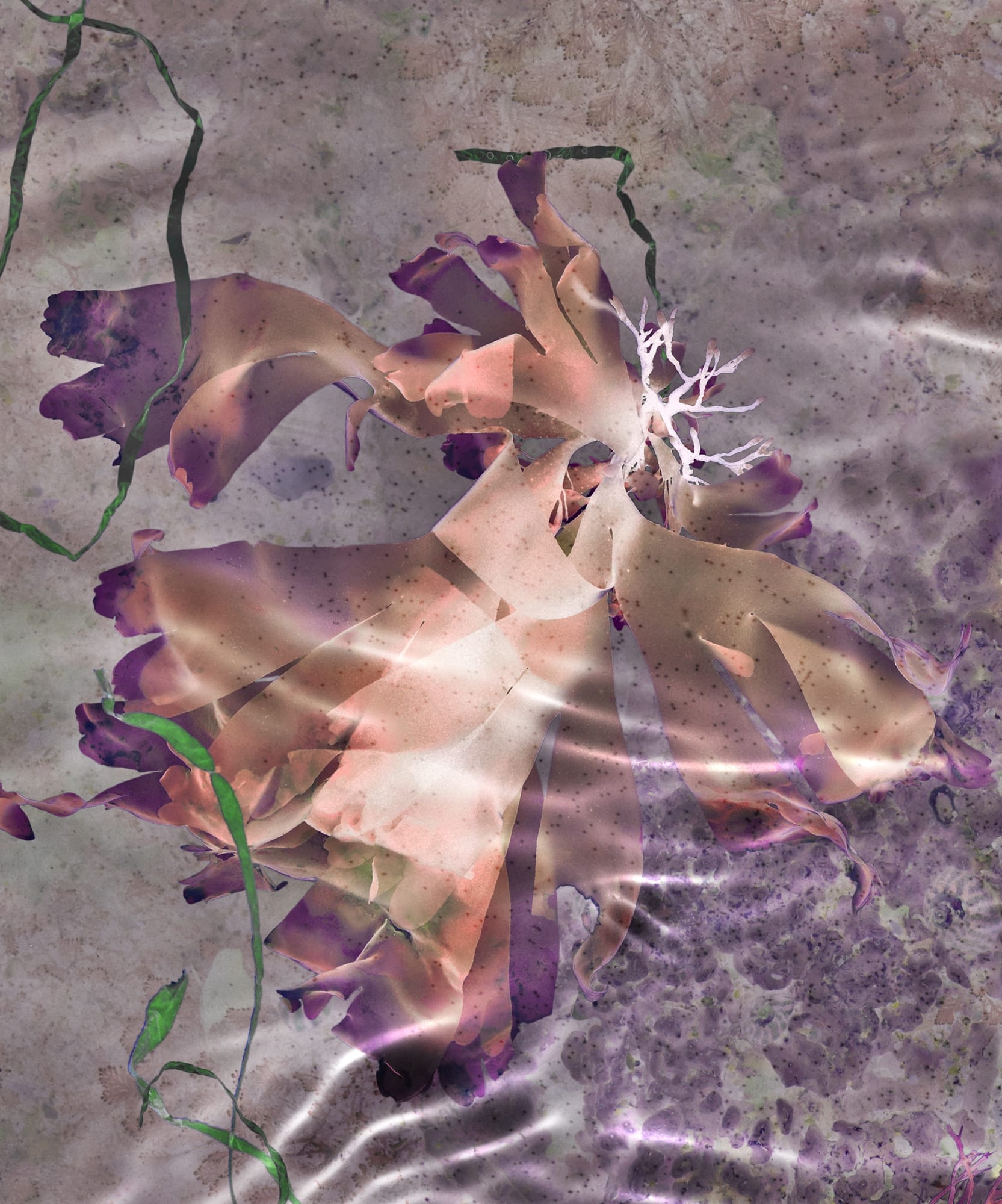 Susan Derges, Ocean Flowers 12, 2019