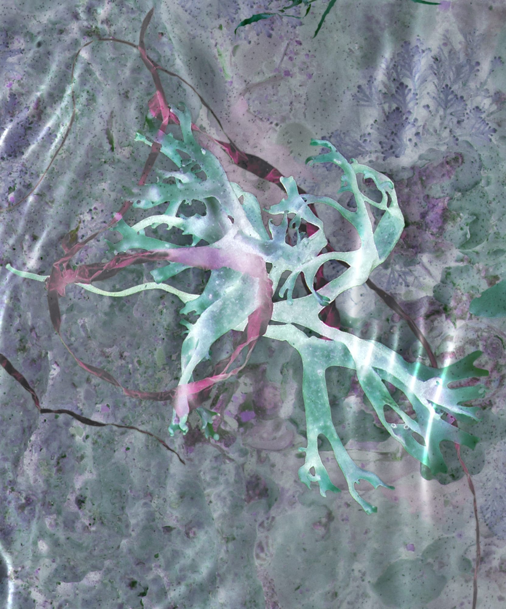 Susan Derges, Ocean Flowers 8, 2019