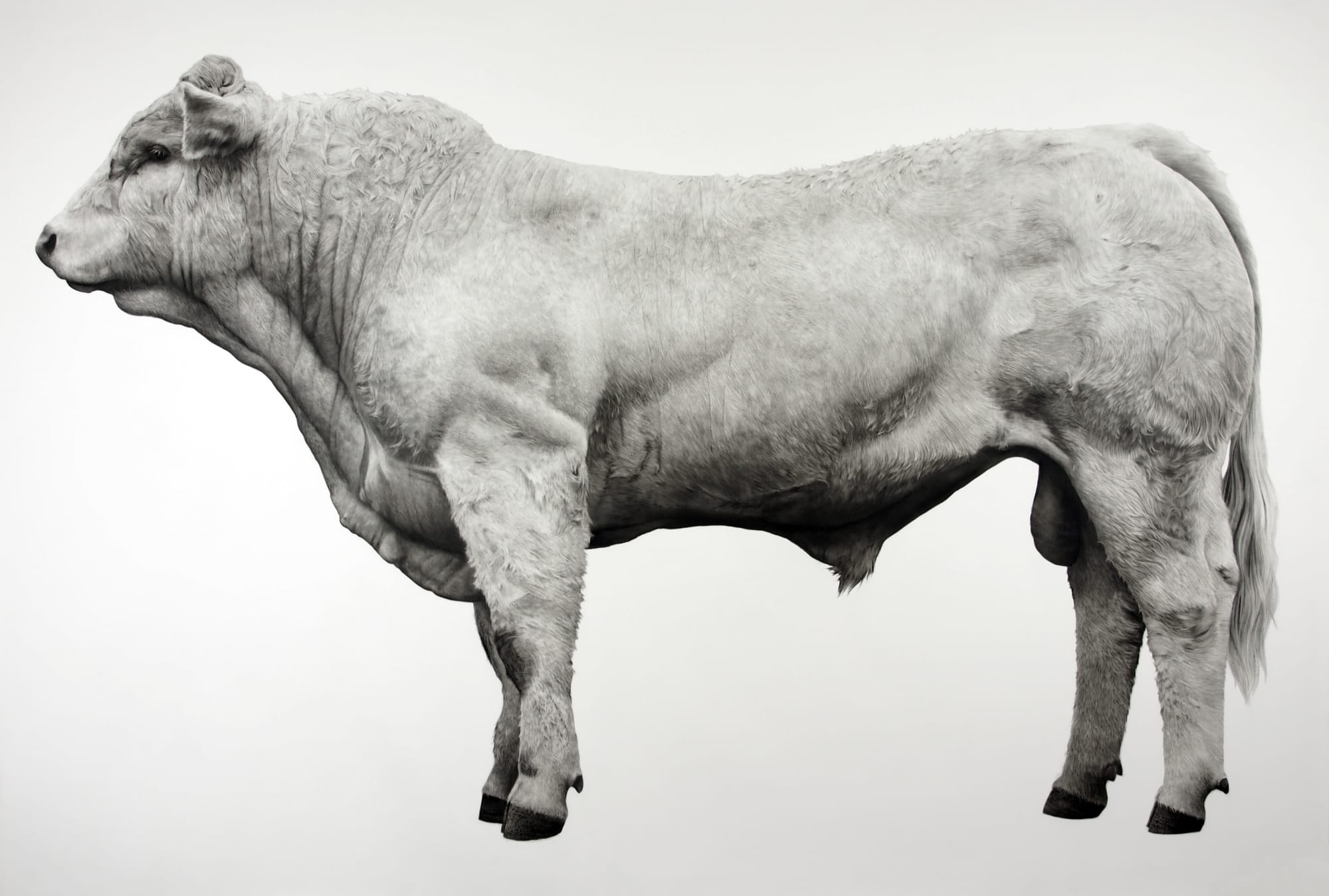 Jonathan Delafield Cook, Bull, 2019