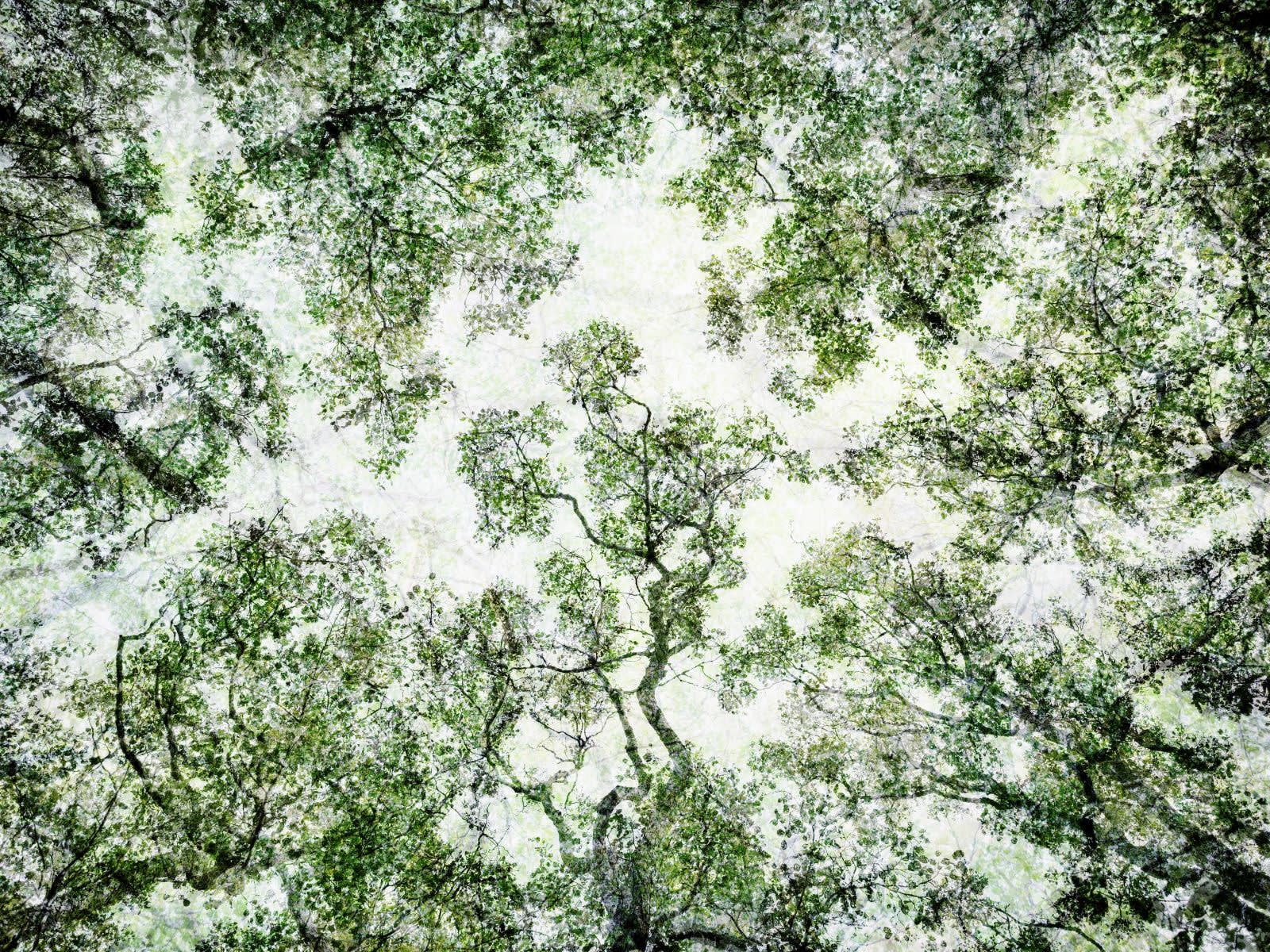 Santeri Tuori: Black Trees
