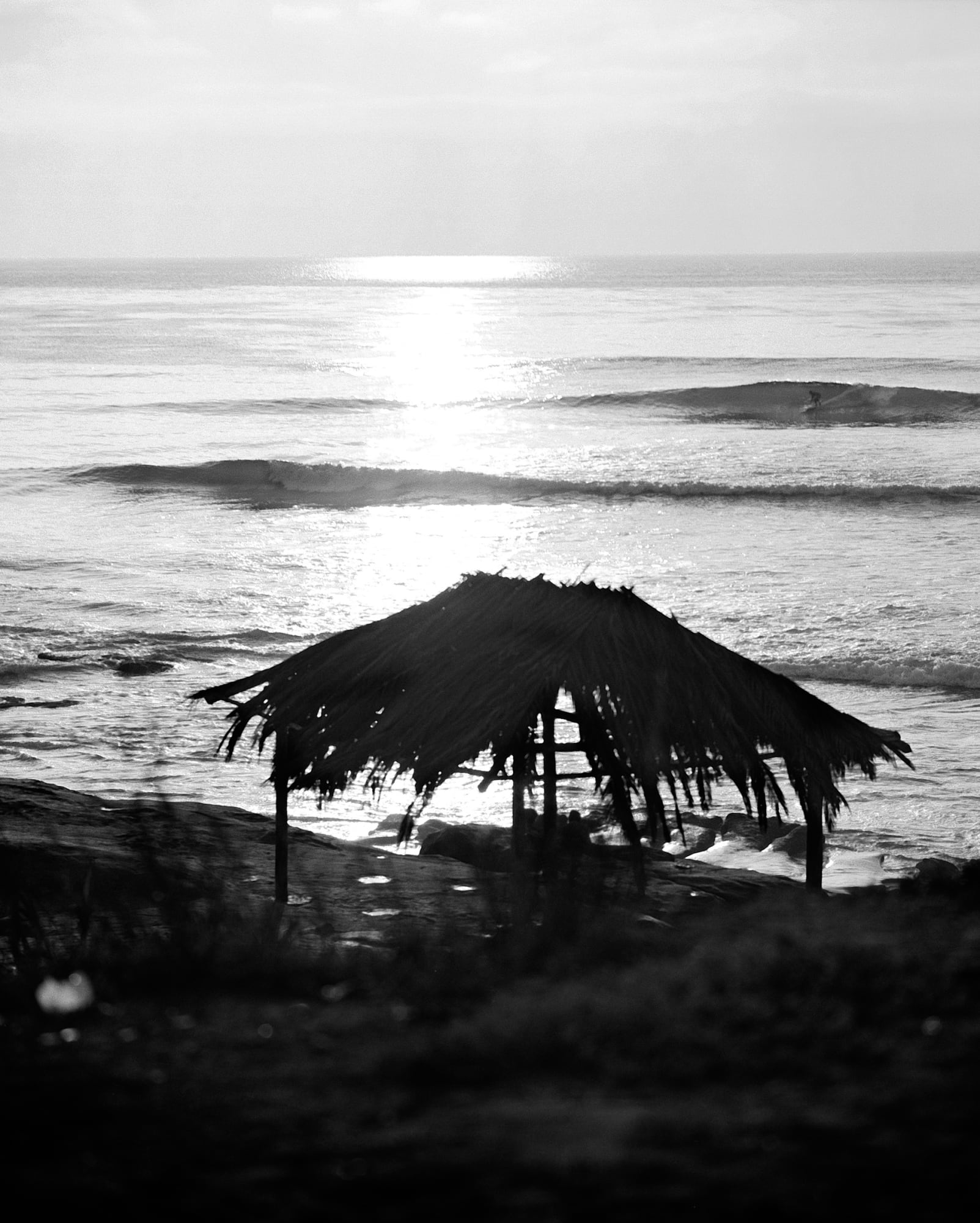 Roy Porello | Pacific Portraits