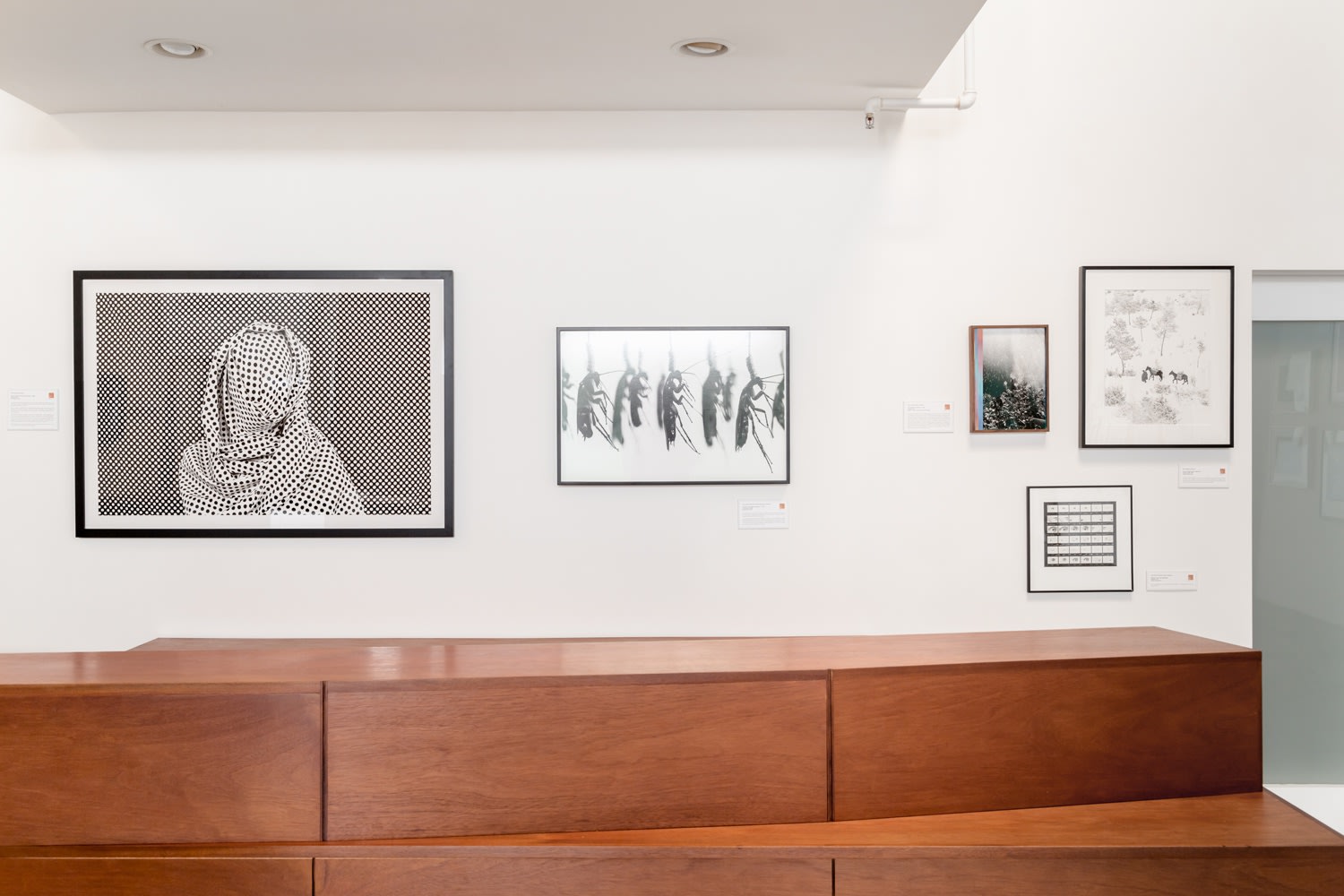 Photographic Arts Council, Los Angeles / Collector's Favorites