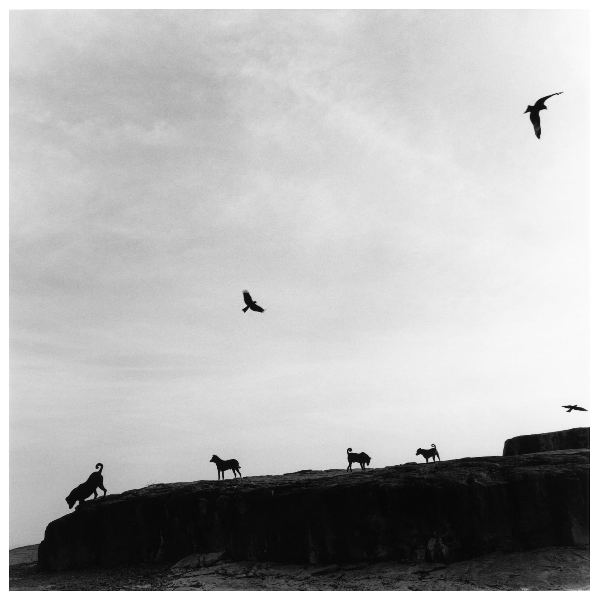 Animales 8 x 10 y 11 x 14