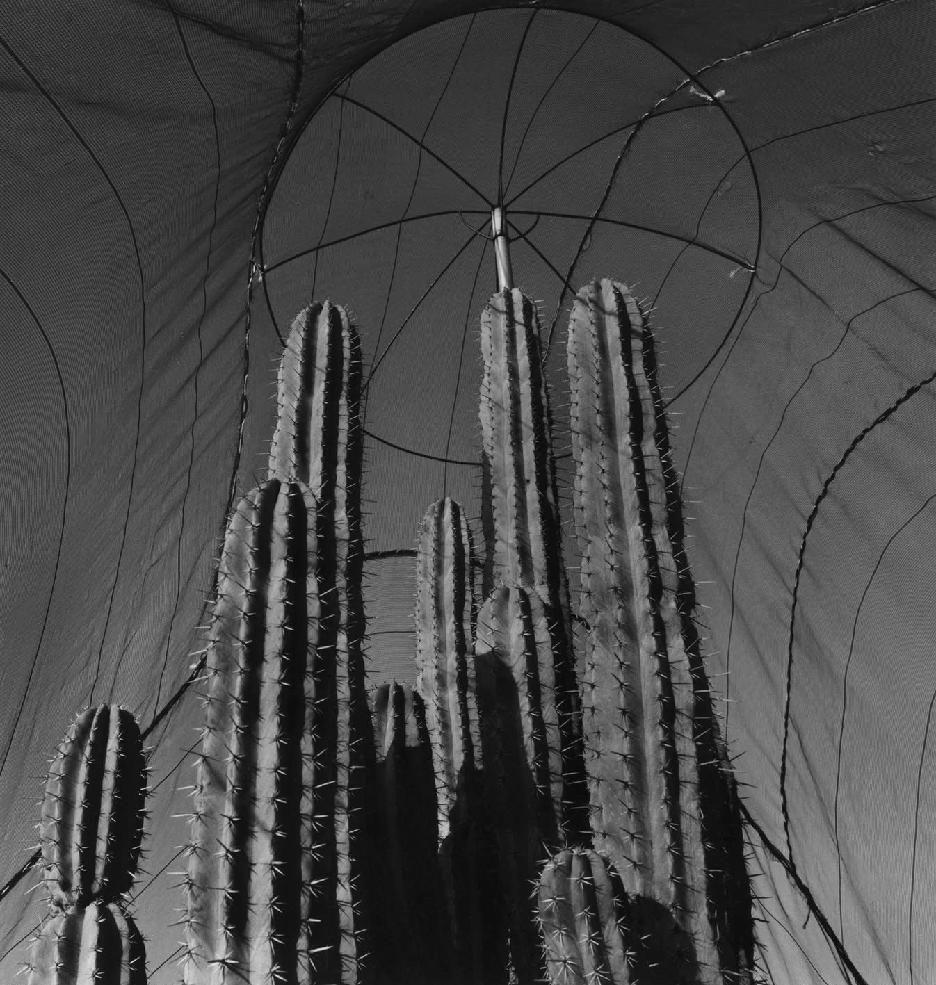 Jardín Botánico 16 x 20