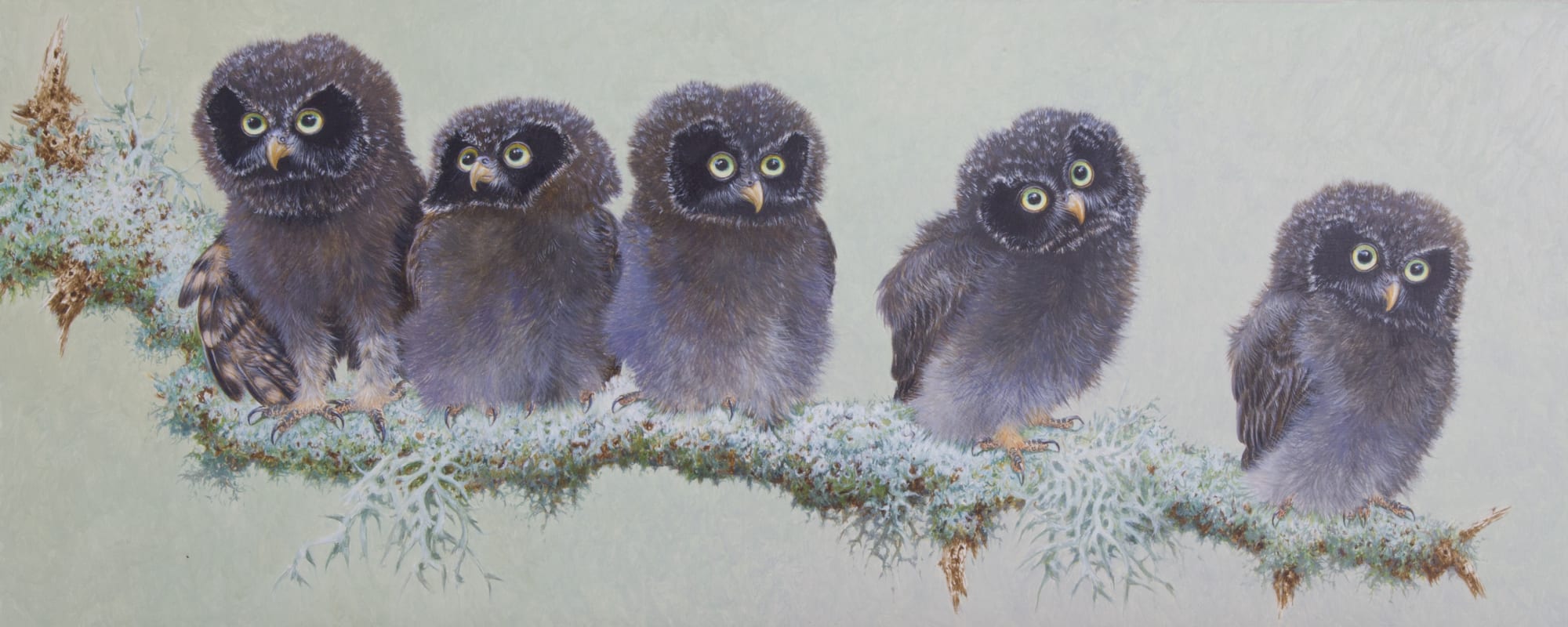 David Ord Kerr, Baby Tengmalm's Owl