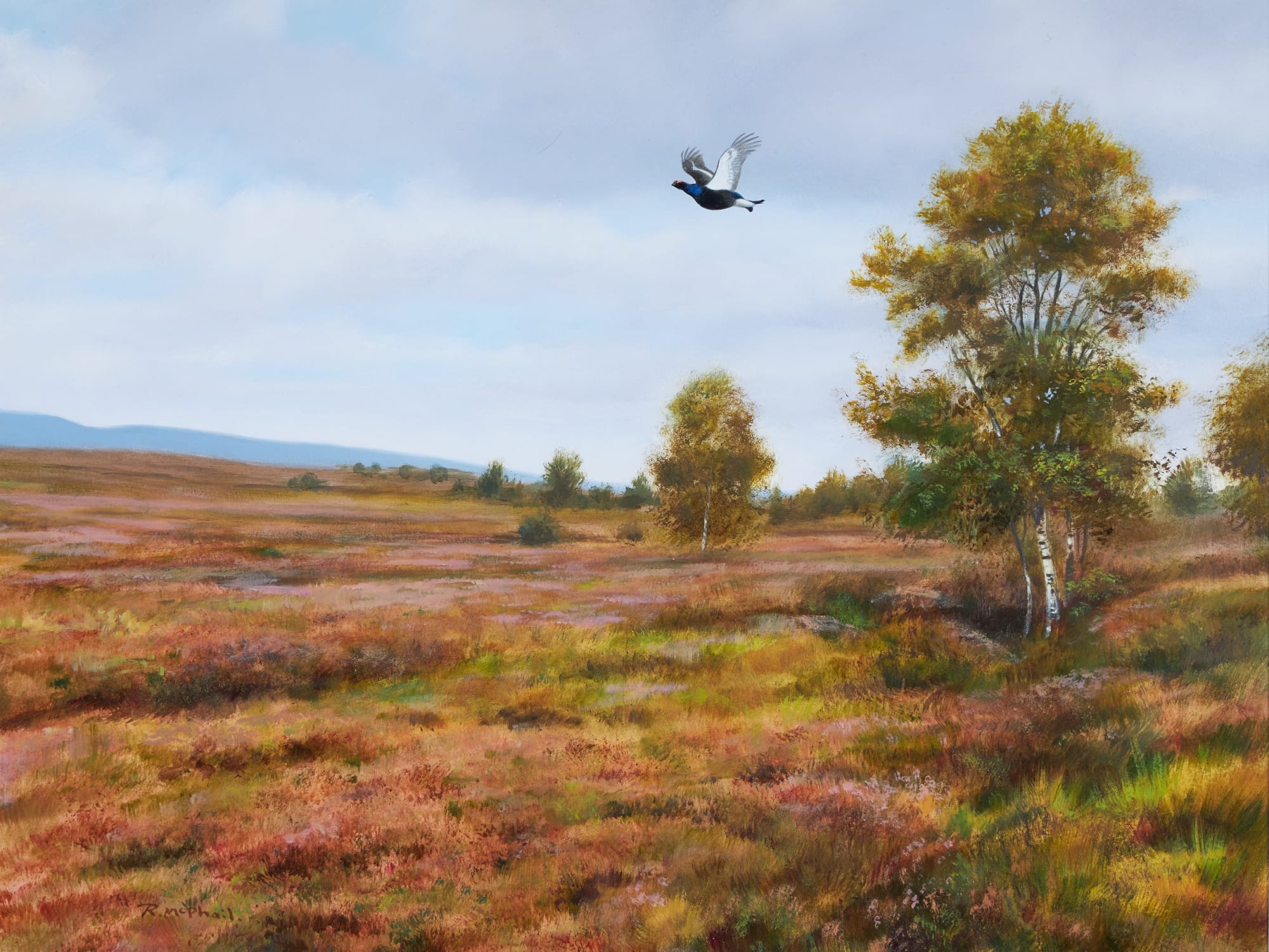 Rodger McPhail, Black Grouse