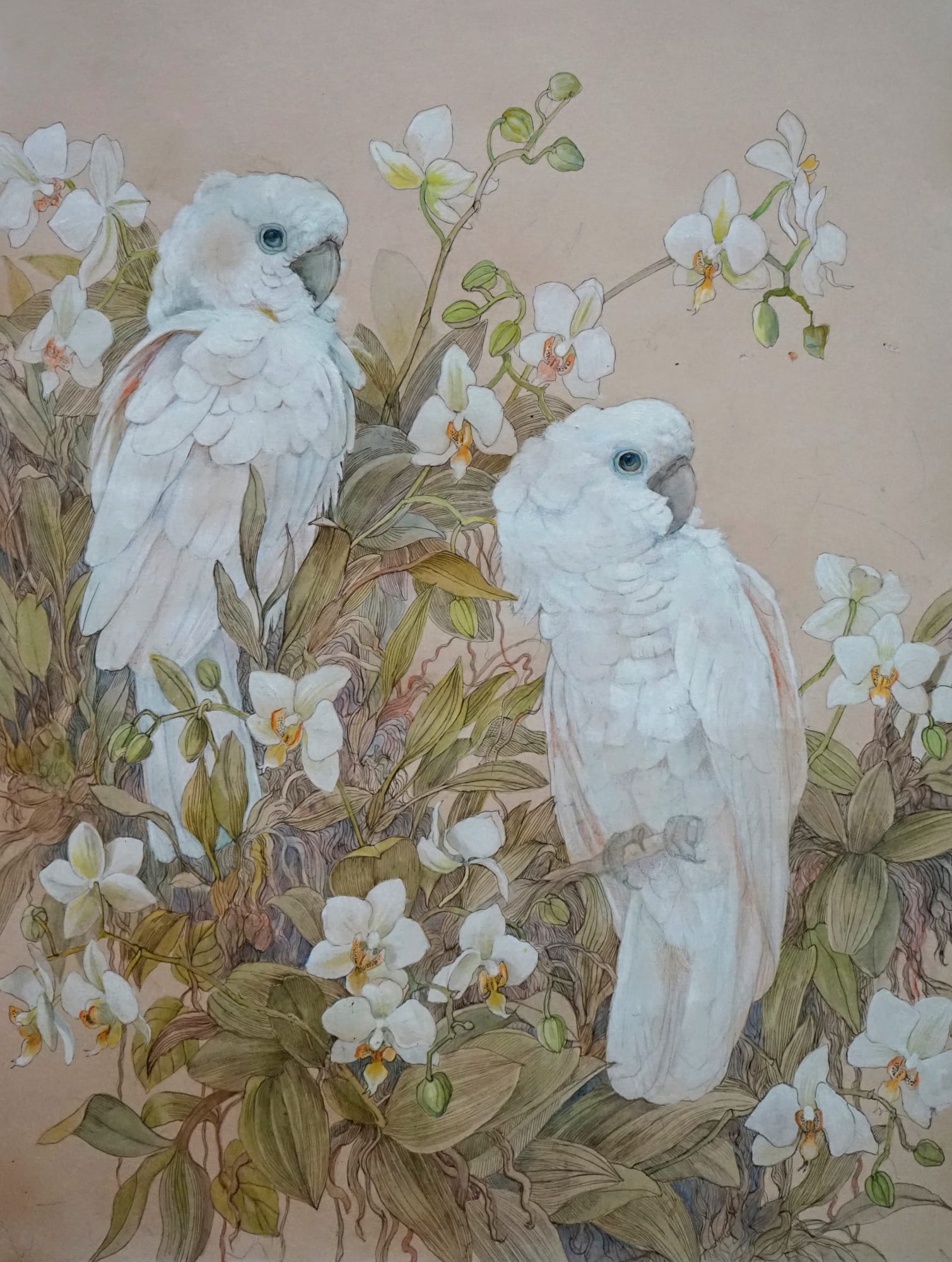 Emma Faull, White Cockatoos with Phalaenopsis philippinensis