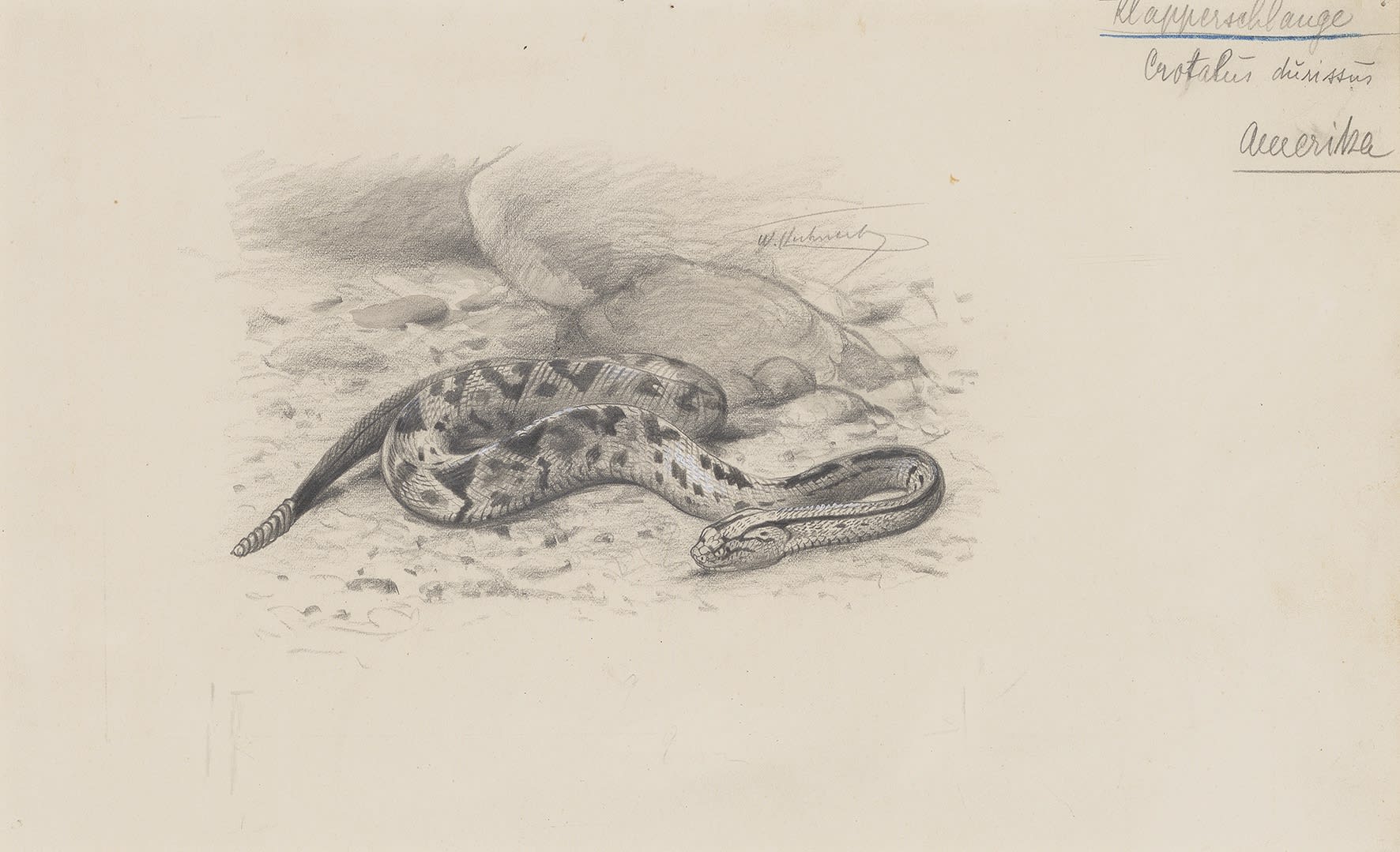 Wilhelm Kuhnert, North American Rattlesnake