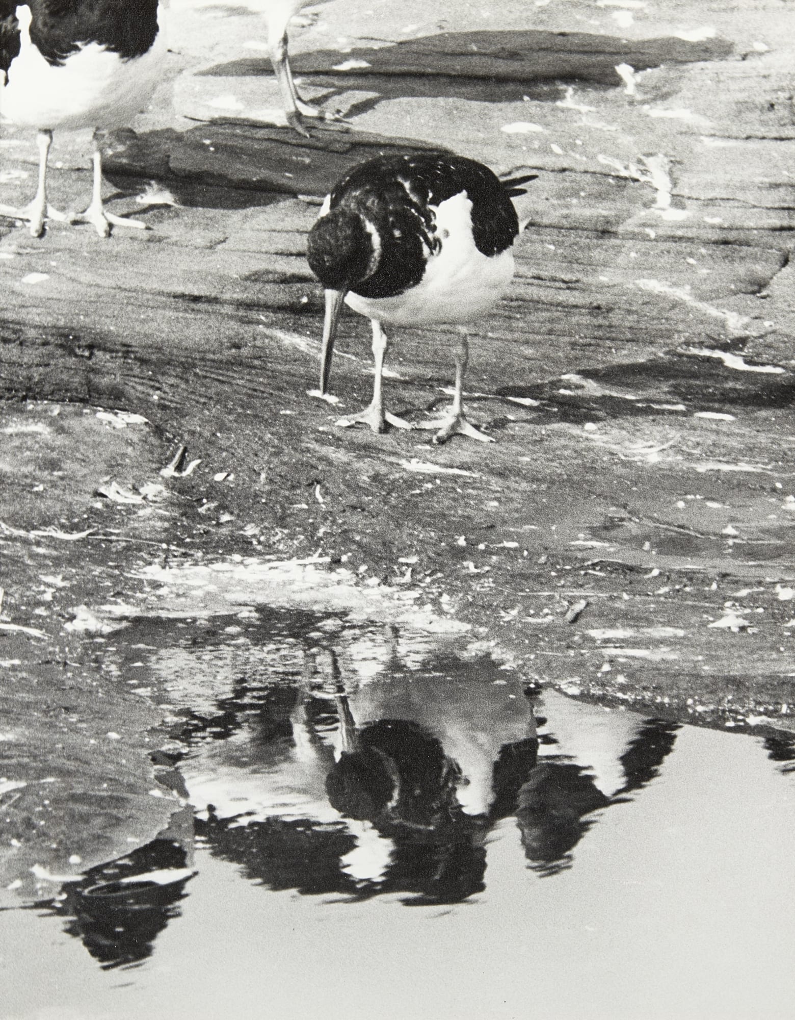 HRH The Duke of Edinburgh, Oystercatchers
