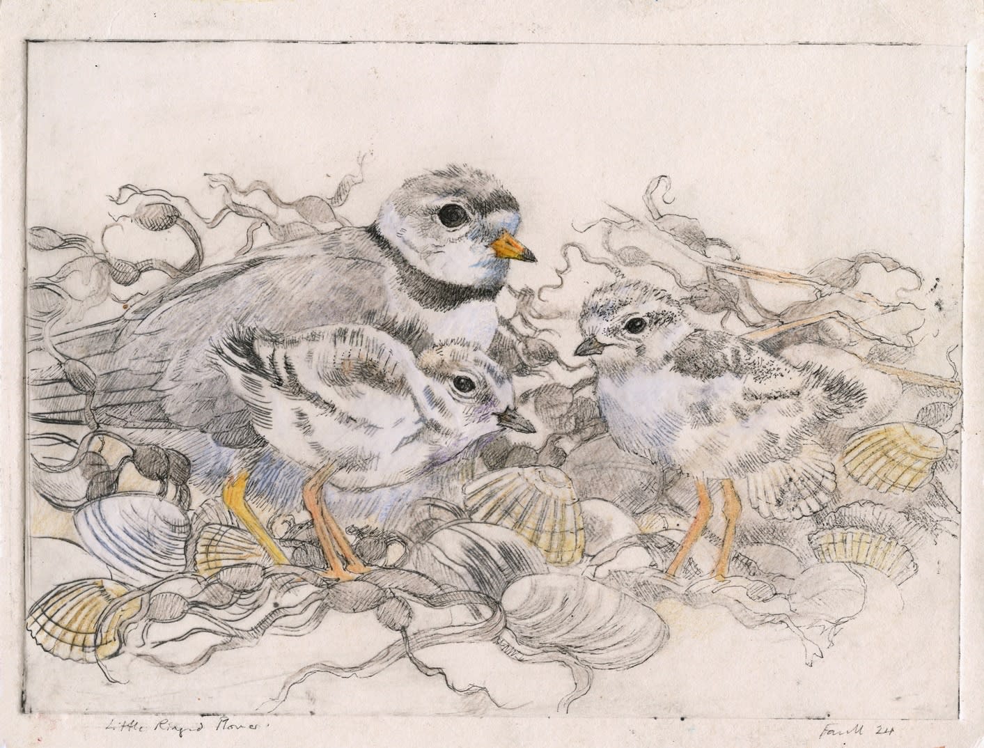 Emma Faull, Ringed Plover