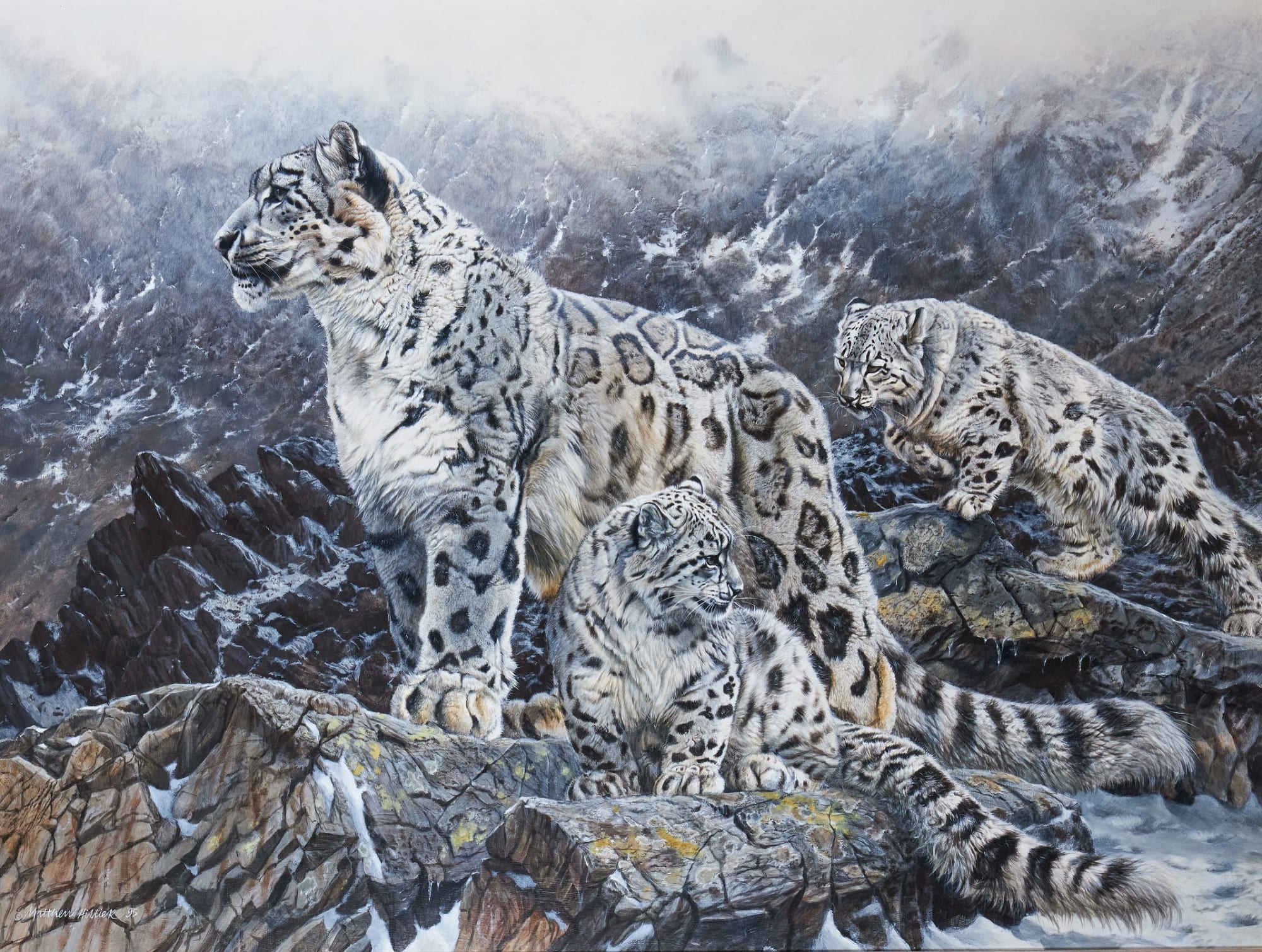 Matthew Hillier, Snow leopards