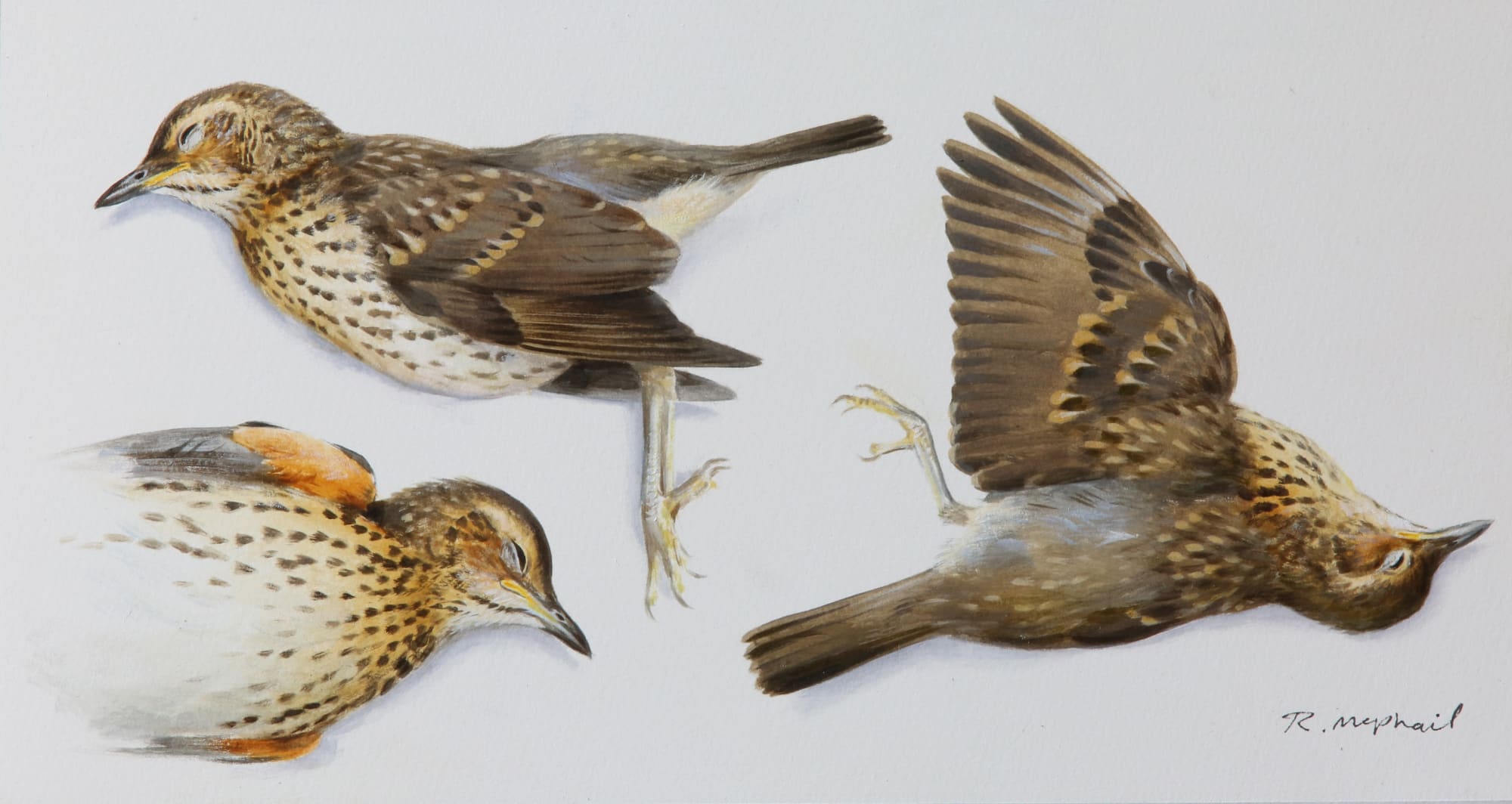 Rodger McPhail, Young song thrush