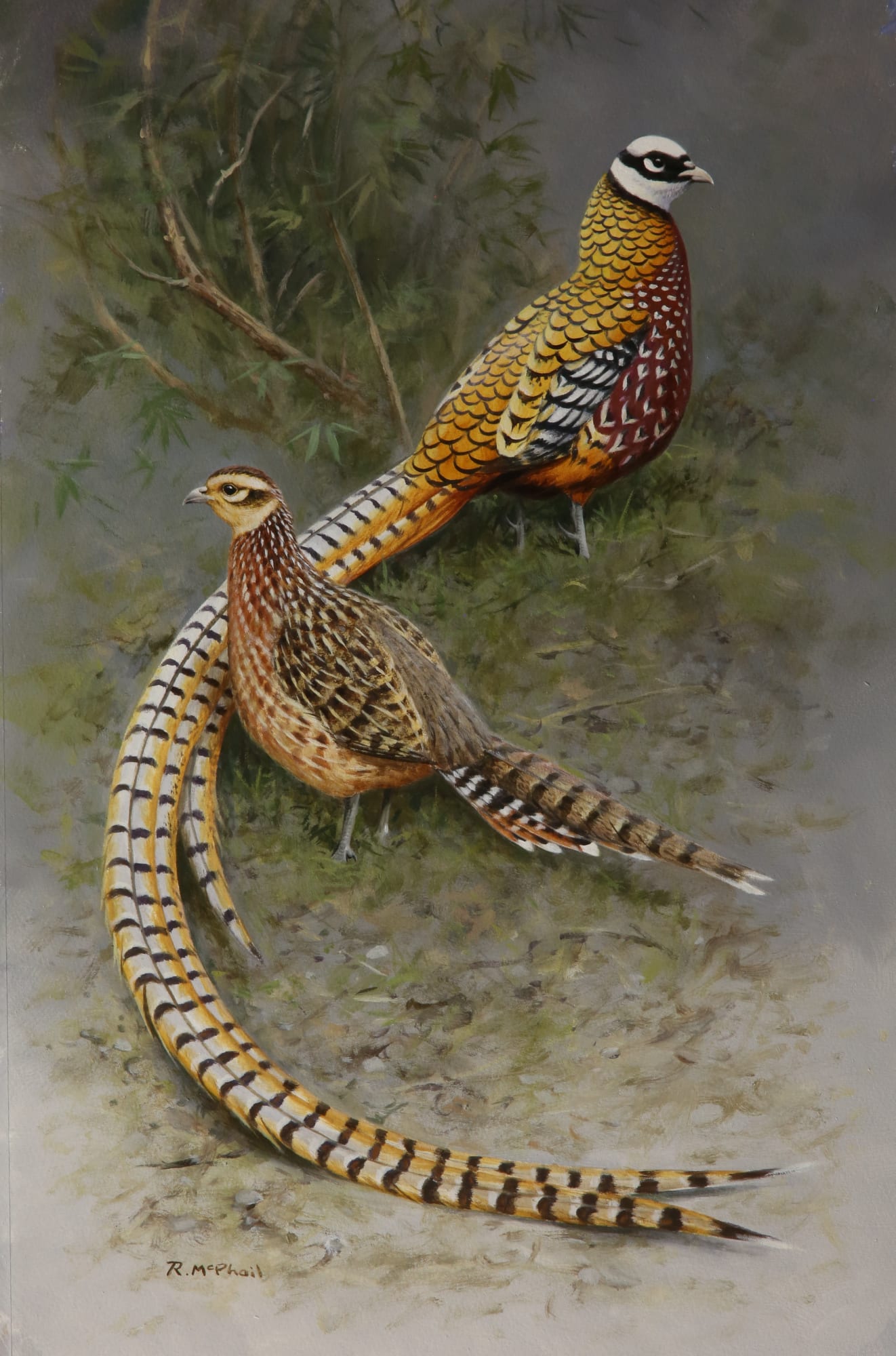 Rodger McPhail, Reeves pheasants