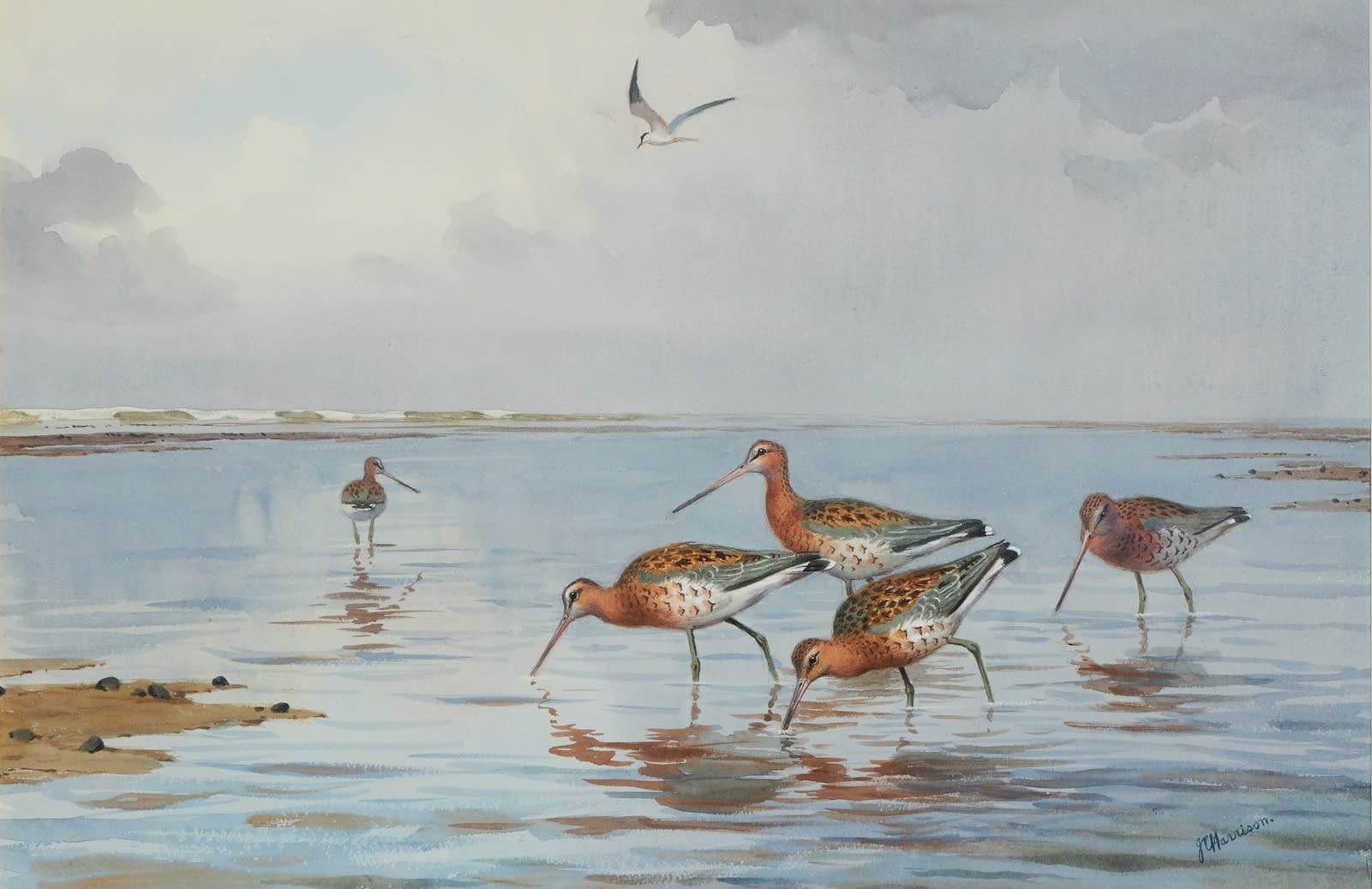 John Cyril Harrison, Black tailed Godwits