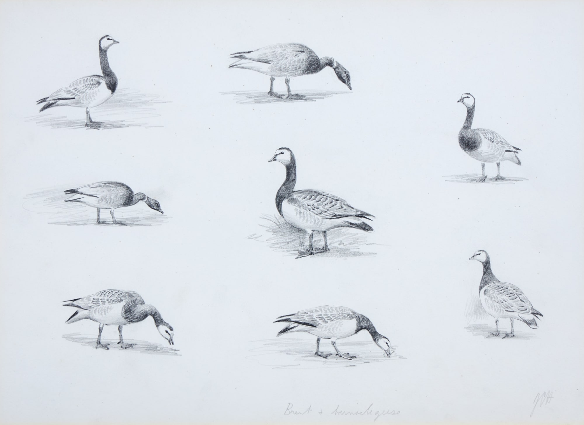 John Cyril Harrison, Brent and Barnacle Geese