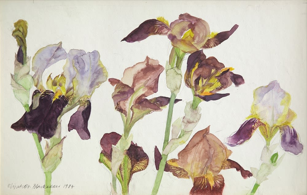 Elizabeth Blackadder, Irises
